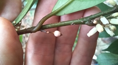 Maesa japonica