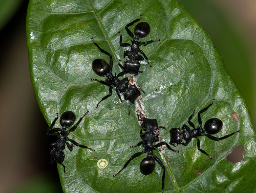 Photo of Common Giant Turtle Ant (Cephalotes atratus)