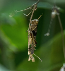 Abracris flavolineata