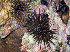 Echinometra viridis