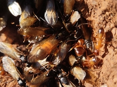 Camponotus sansabeanus