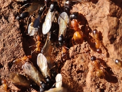 Camponotus sansabeanus