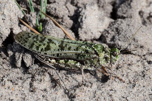 Angaracris barabensis