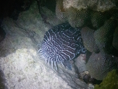 Sanopus greenfieldorum