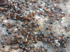 Crematogaster opuntiae