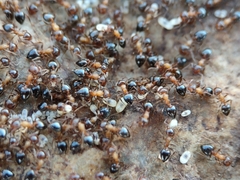 Crematogaster opuntiae