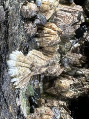 Semibalanus cariosus