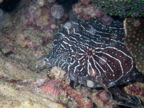 Whitespotted toadfish (Sanopus greenfieldorum) — Batrachoididae