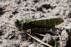 Angaracris barabensis