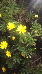 Euryops pectinatus
