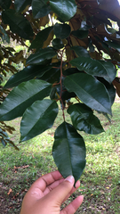 Chrysophyllum