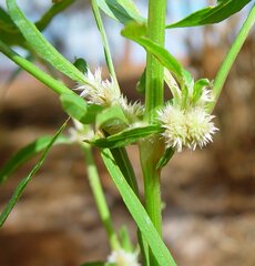 Alternanthera nodiflora