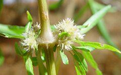 Alternanthera nodiflora