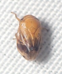 Clastoptera achatina