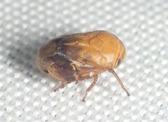 Clastoptera achatina