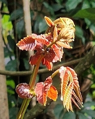 Pometia pinnata