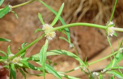 Alternanthera nodiflora