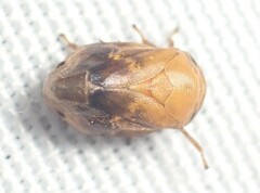 Clastoptera achatina