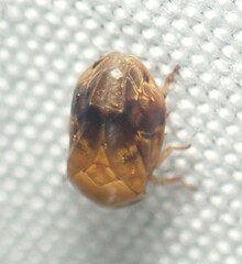 Clastoptera achatina