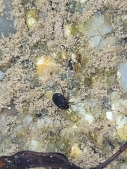 Leconectes striatellus