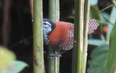 Cantorchilus nigricapillus