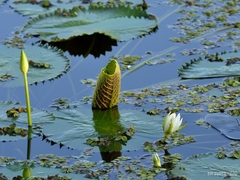Nymphaea