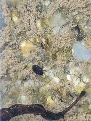 Leconectes striatellus