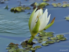 Nymphaea