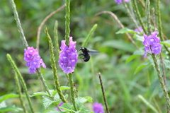 Bombus pullatus