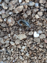 Superstitionia donensis