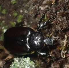 Osmoderma eremicola