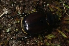Osmoderma eremicola
