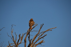 Buteo swainsoni