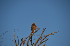 Buteo swainsoni