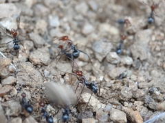 Myrmecocystus melliger