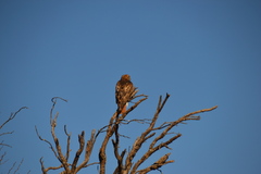 Buteo swainsoni