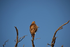 Buteo swainsoni