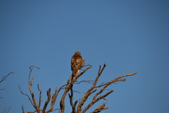 Buteo swainsoni