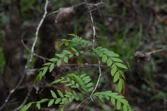 Gleditsia aquatica