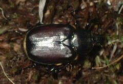 Osmoderma eremicola