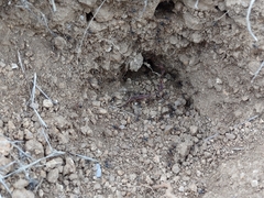 Myrmecocystus melliger