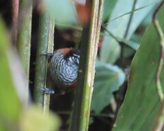 Cantorchilus nigricapillus