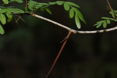 Gleditsia aquatica