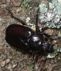 Osmoderma eremicola