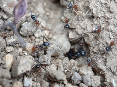 Myrmecocystus melliger