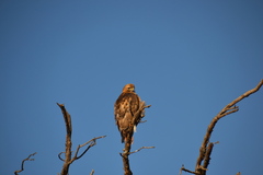 Buteo swainsoni