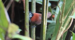 Cantorchilus nigricapillus