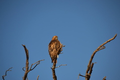 Buteo swainsoni