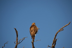 Buteo swainsoni