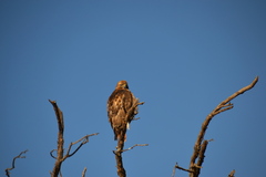 Buteo swainsoni